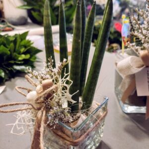 Sansevieria in vaso di vetro
